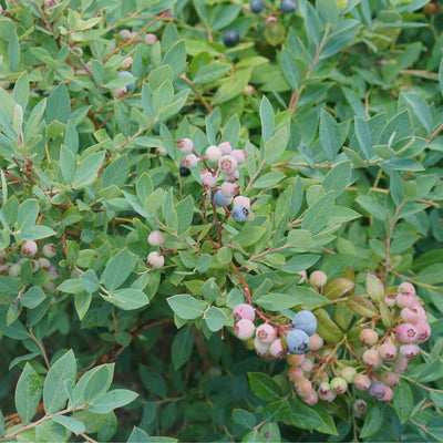 Splendid! Blue Splendid! Blue Highbush Blueberry up close.