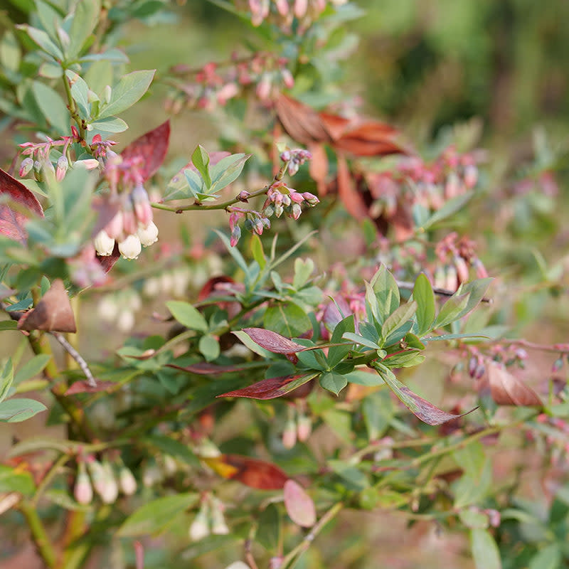 Splendid! Blue Splendid! Blue Highbush Blueberry up close.