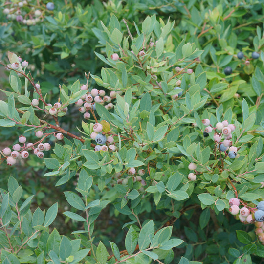 Splendid!™ Blue Highbush Blueberry (Vaccinium corymbosum)