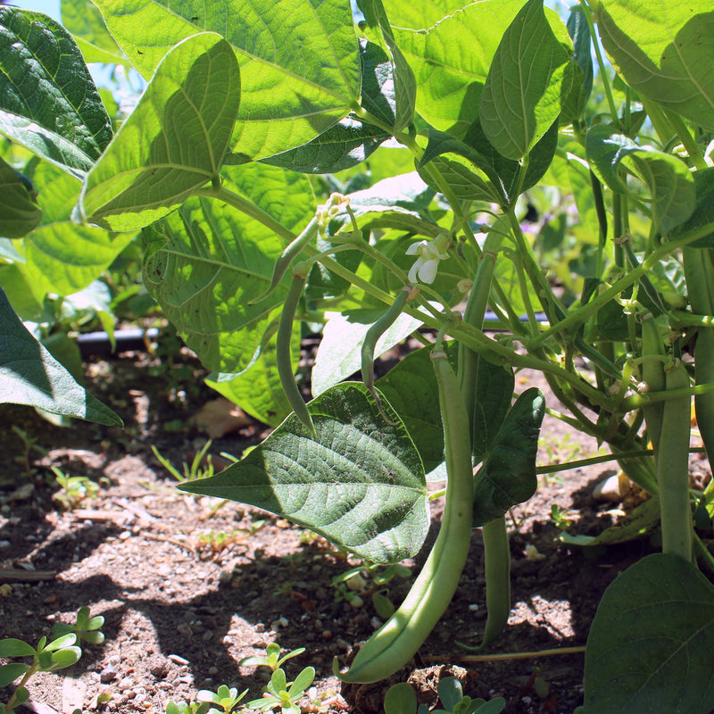 Proven Selections Blue Lake Green Beans up close.