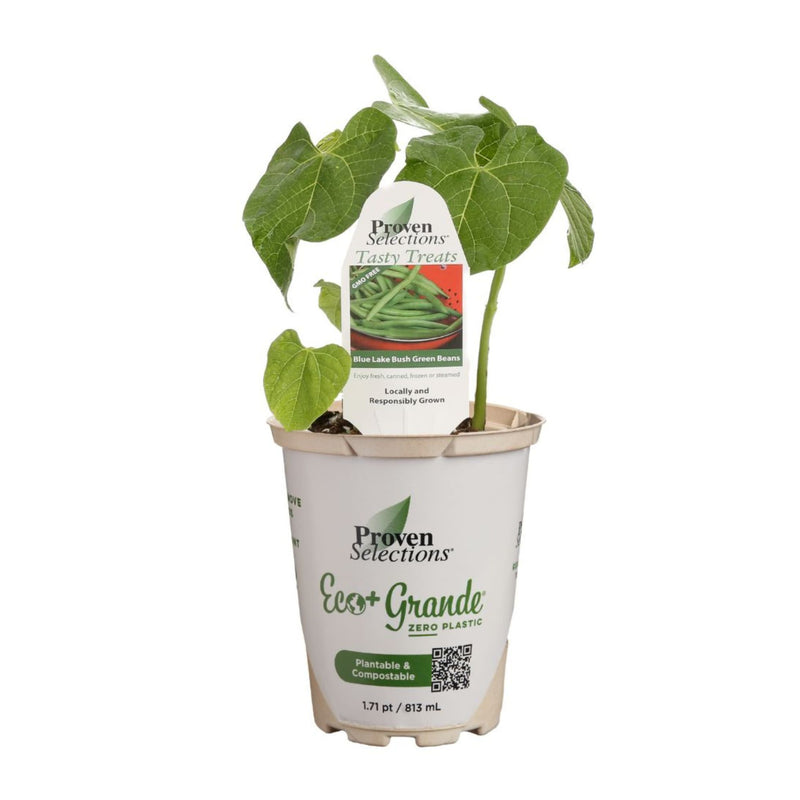 Proven Selections® Blue Lake Green Beans (Phaseolus vulgaris)