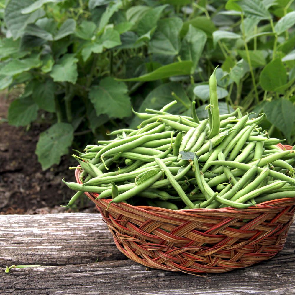 Green Beans | Proven Selections® Blue Lake | Proven Winners