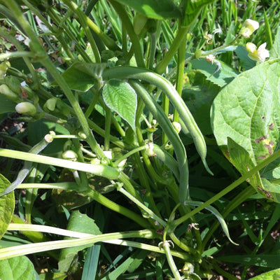 Proven Selections Blue Lake Green Beans in focus.