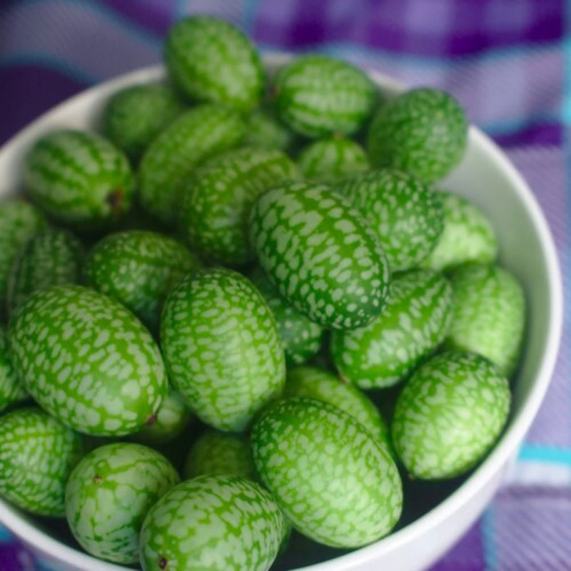 Proven Selections® Cucamelon Mouse Melon (Melothria scabra)