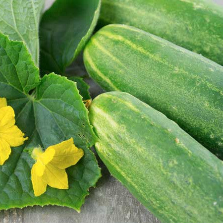 Proven Selections® Straight Eight Slicing Cucumber (Cucumis sativus)