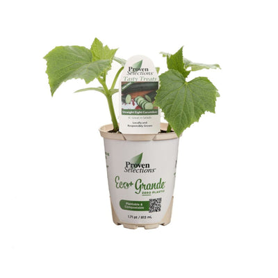 Proven Selections® Straight Eight Slicing Cucumber (Cucumis sativus)