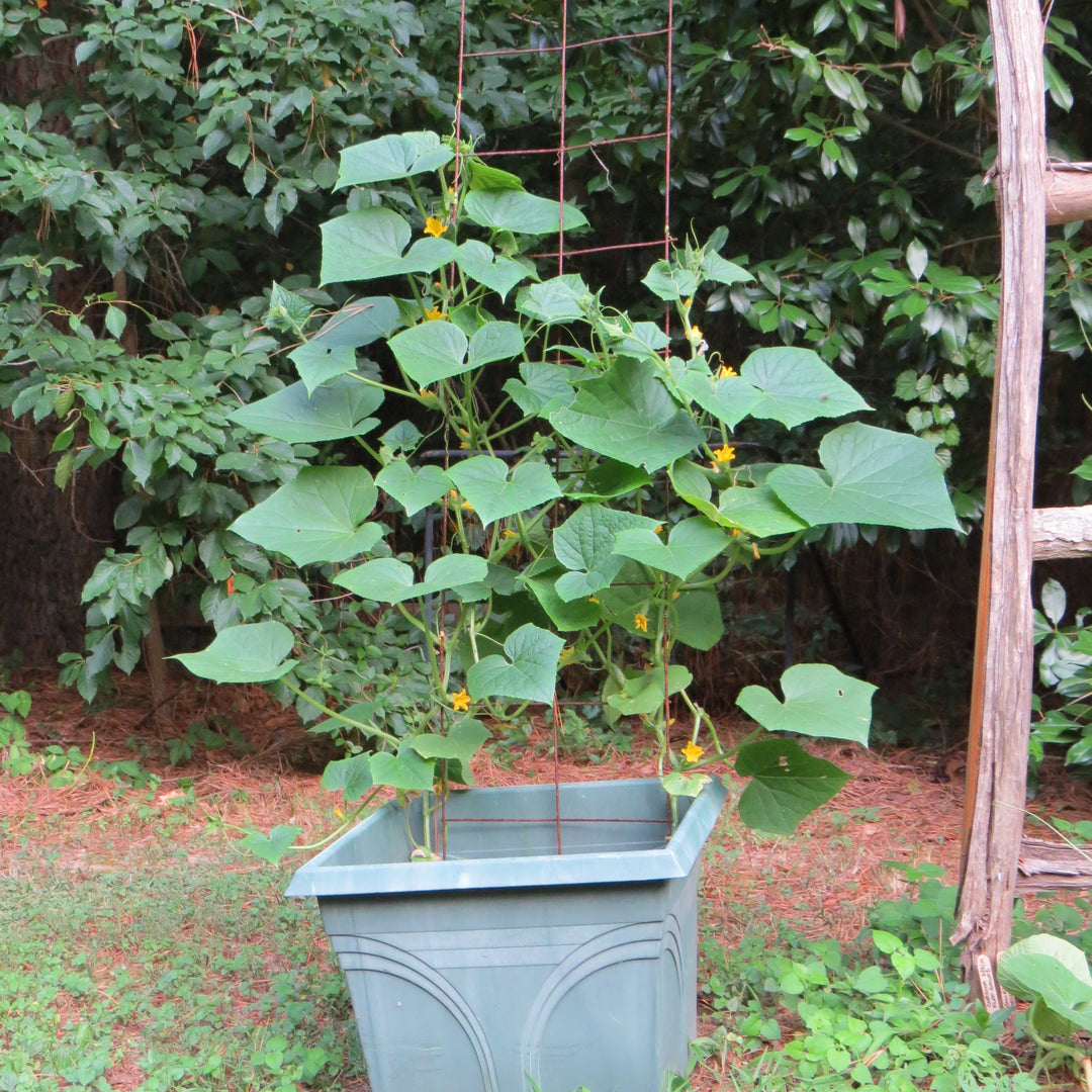 straight eight cucumber plant trellis Slicing Cucumber | Proven Selections® Straight Eight