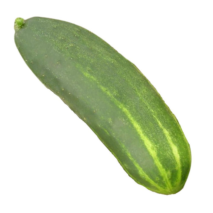 Proven Selections® Straight Eight Slicing Cucumber (Cucumis sativus)