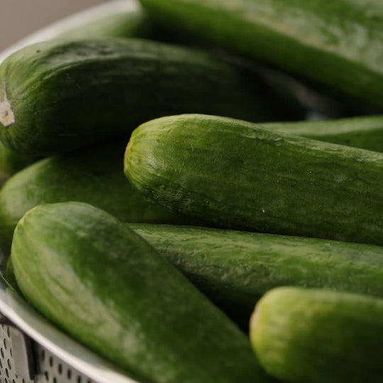 Proven Selections® Muncher Pickling Cucumber (Cucumis sativus)