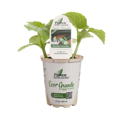 Proven Selections® Muncher Pickling Cucumber (Cucumis sativus)