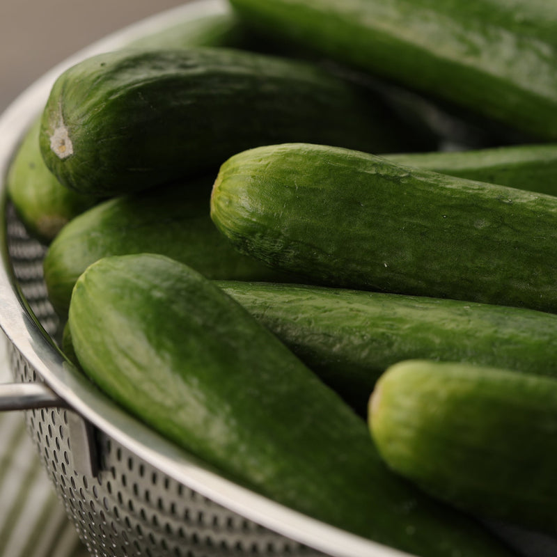 Proven Selections Muncher Pickling Cucumber in use.