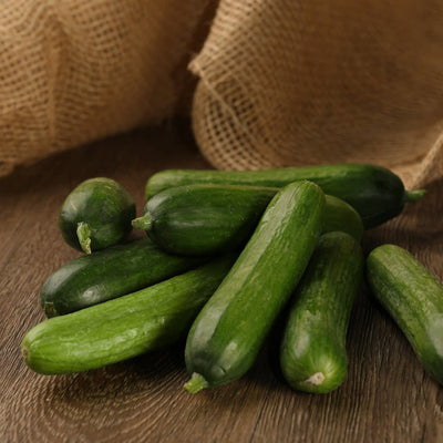 Proven Selections Muncher Pickling Cucumber in use.