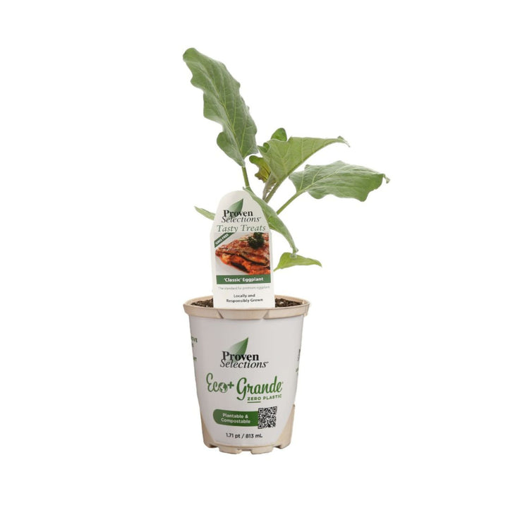 succulent eggplants Eggplant | Proven Selections®
