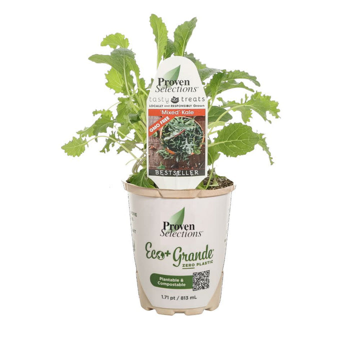 Proven Selections® Mixed Kale (Brassica oleracea var. sabellica)