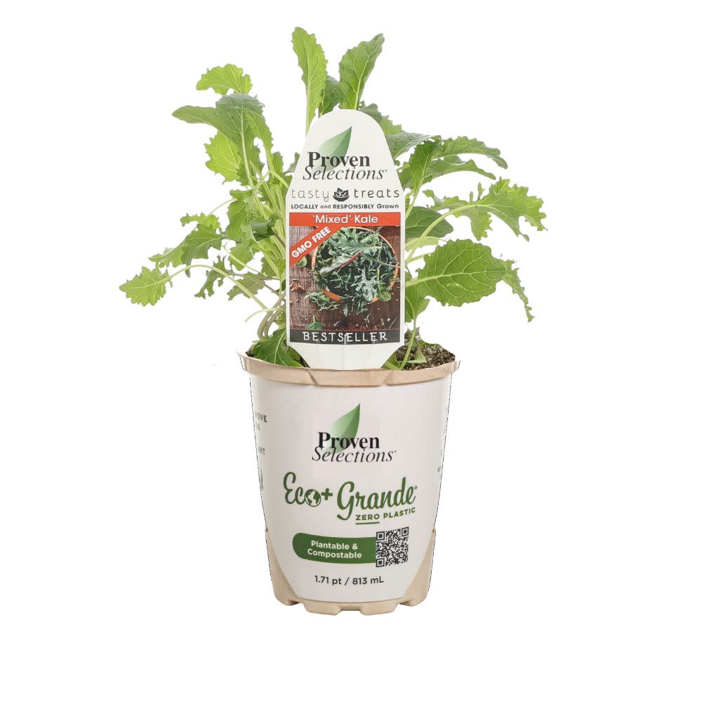 potted kale plants for sale Mixed Kale | Proven Selections®
