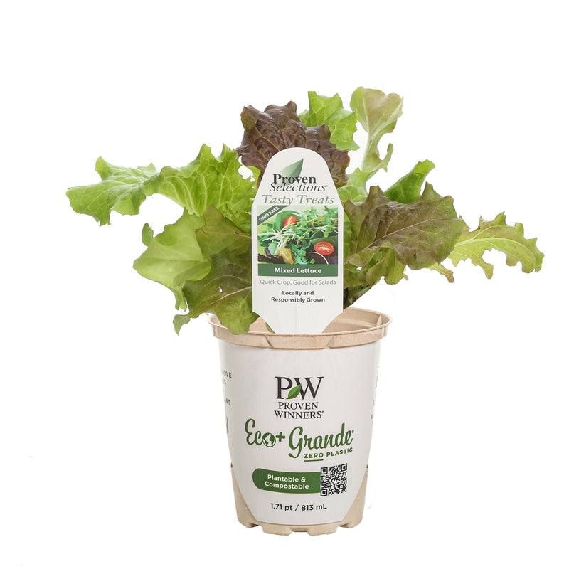 Proven Selections® Mixed Lettuce (Lactuca sativa)