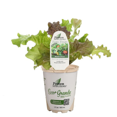 Proven Selections® Mixed Lettuce (Lactuca sativa)