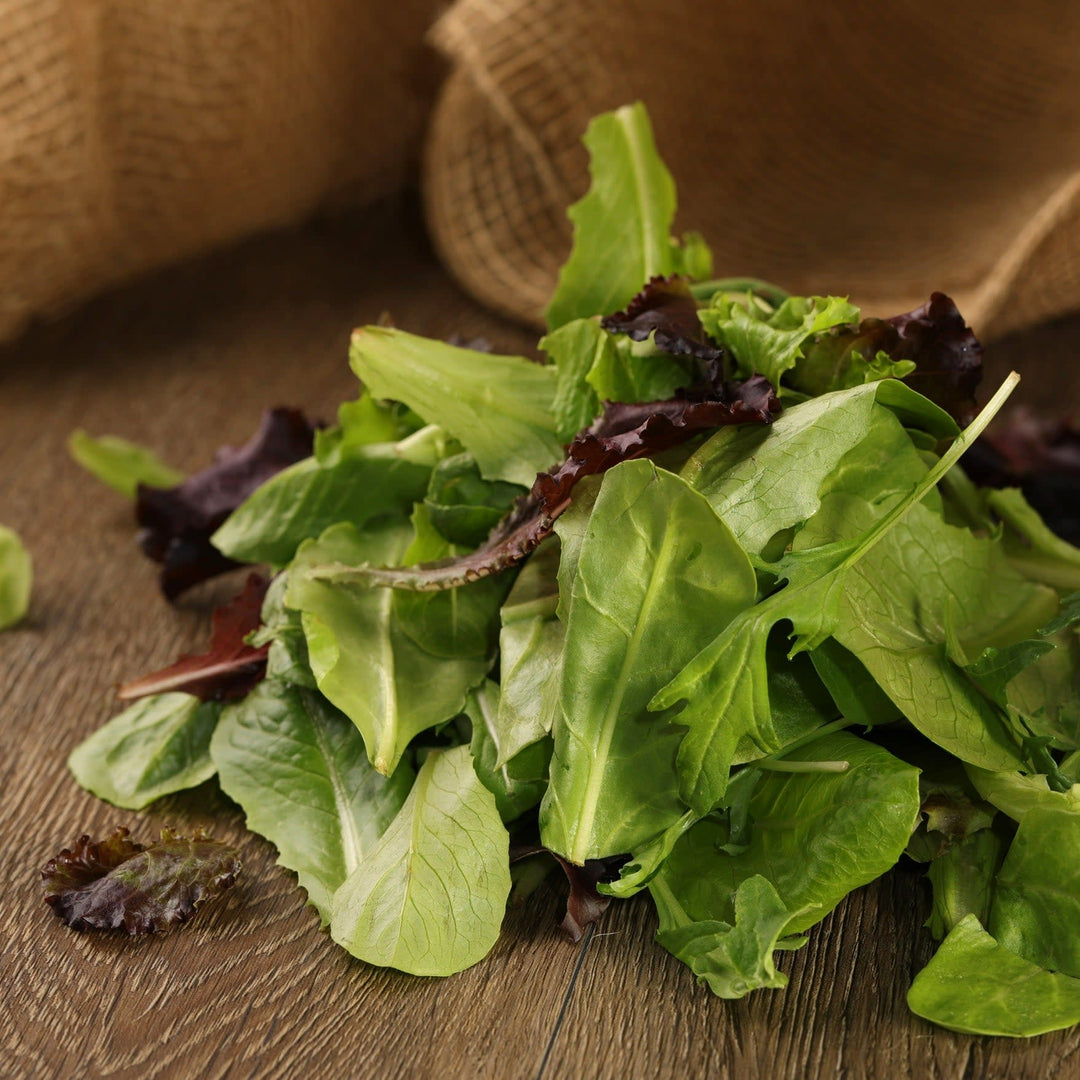 Mixed Lettuce | Proven Selections® | Proven Winners® Plants
