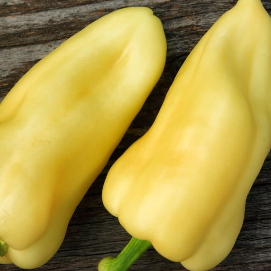 Proven Selections® Hungarian Hot Wax Pepper (Capsicum annuum)
