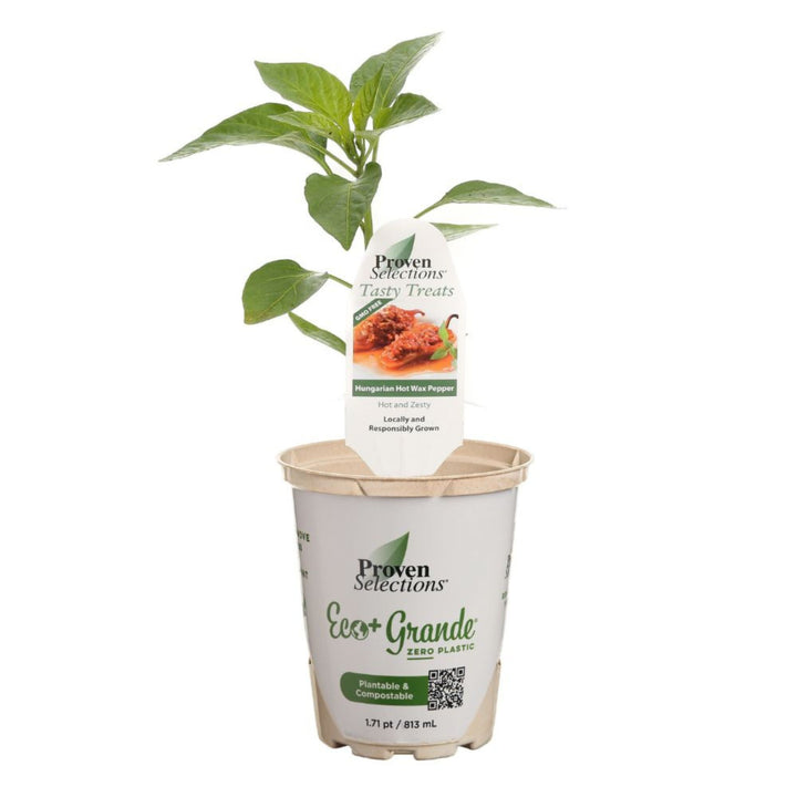 Proven Selections® Hungarian Hot Wax Pepper (Capsicum annuum)