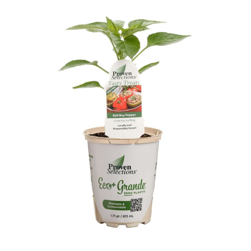 Proven Selections® Bell Boy Bell Pepper (Capsicum annuum)