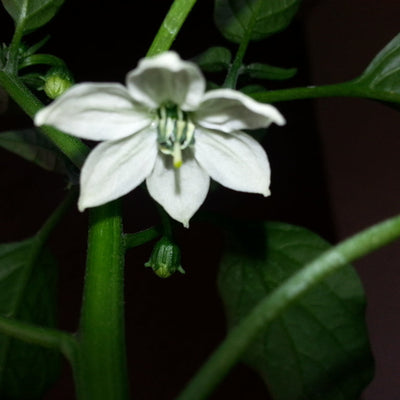 Proven Selections Mucho Nacho Jalapeno up close.