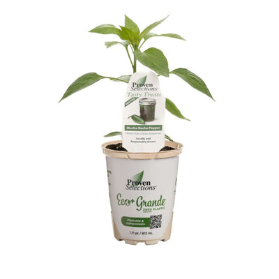 Proven Selections® Mucho Nacho Jalapeno (Capsicum annuum)