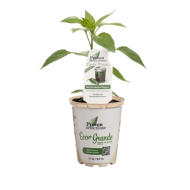 Proven Selections® Mucho Nacho Jalapeno (Capsicum annuum)