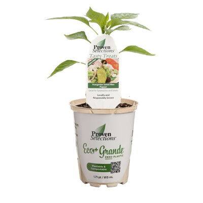 Proven Selections® Hungarian Sweet Wax Pepper (Capsicum annuum)