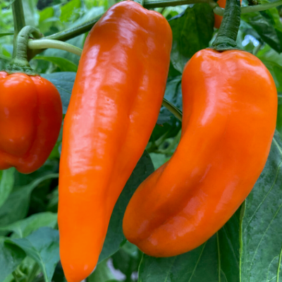 Proven Selections Pepper Pots Sugar Kick Sweet Pepper up close.