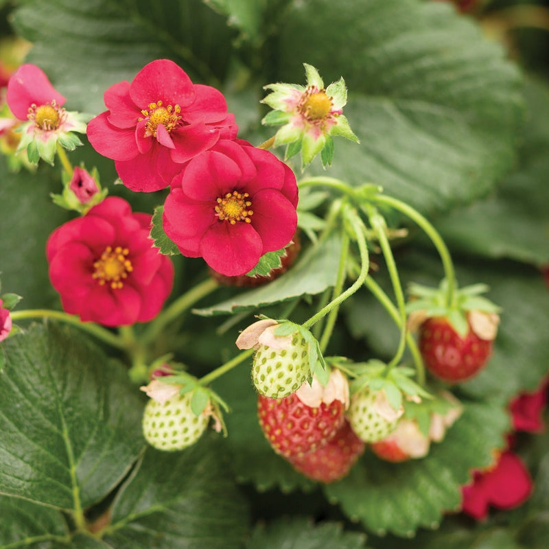 Proven Harvest Berried Treasure Red Strawberry up close.