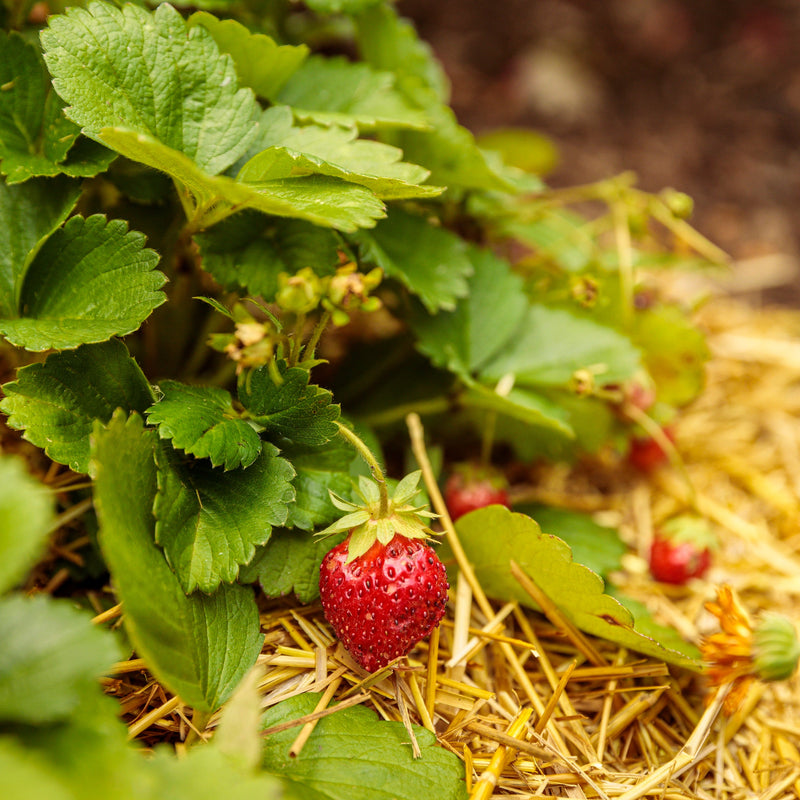 Proven Winners Seed Starting Eco-Pots & Proven Harvest Bountiful Harvest Seeds Collection in use.