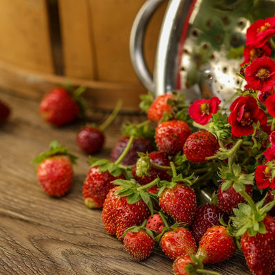 Proven Harvest Berried Treasure Red Strawberry in use.