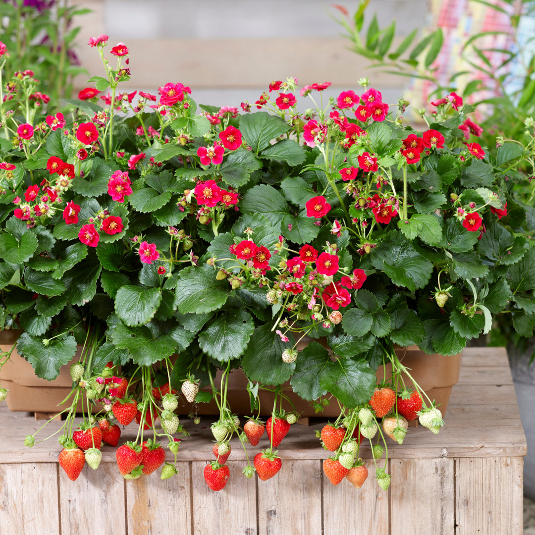 berried treasure red strawberry seeds Proven Selections® Berried Treasure® Red Strawberry (Fragaria ananassa)