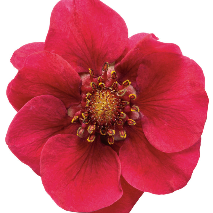 Proven Selections® Berried Treasure® Red Strawberry (Fragaria ananassa)