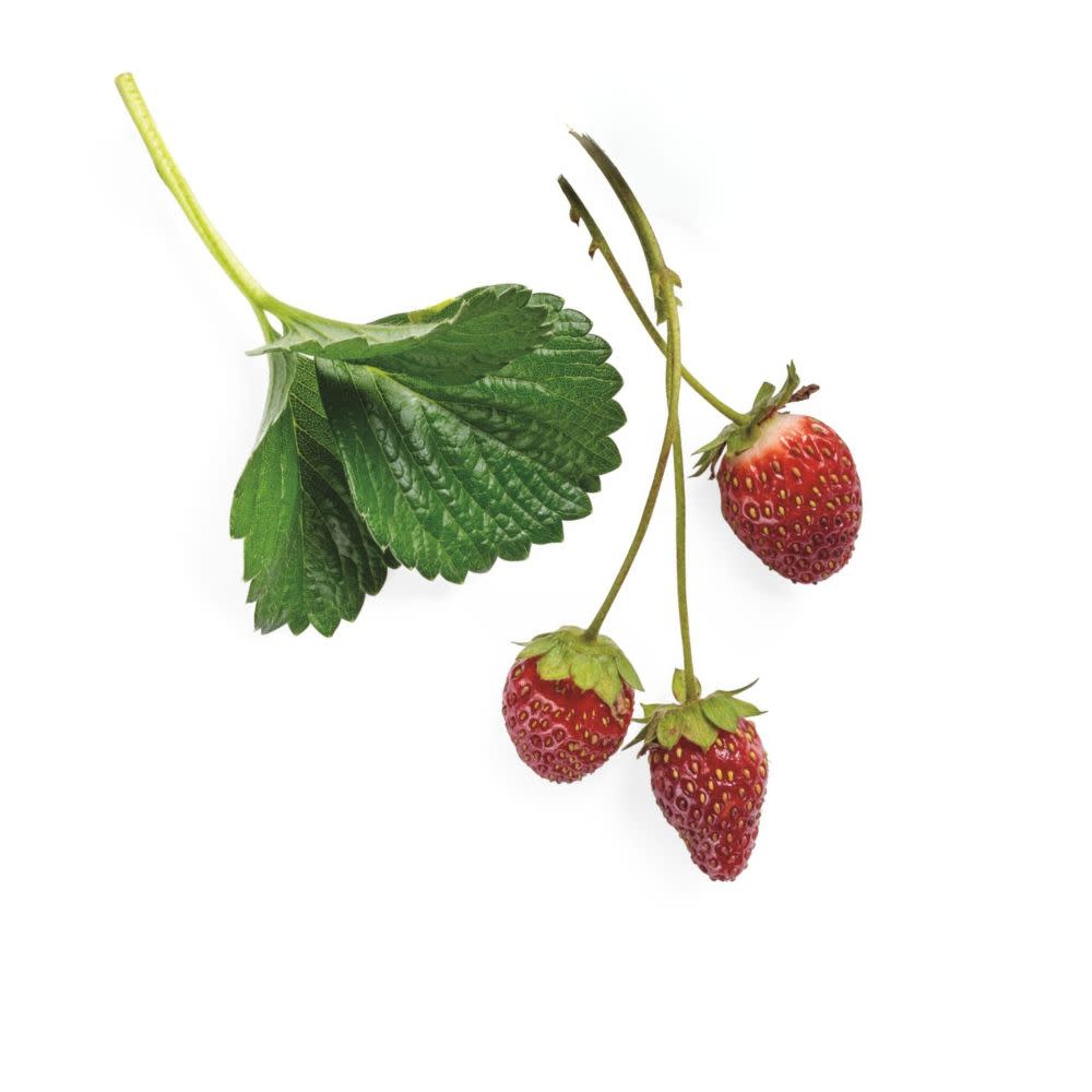 berried treasure red strawberry seeds Proven Selections® Berried Treasure® Red Strawberry (Fragaria ananassa)