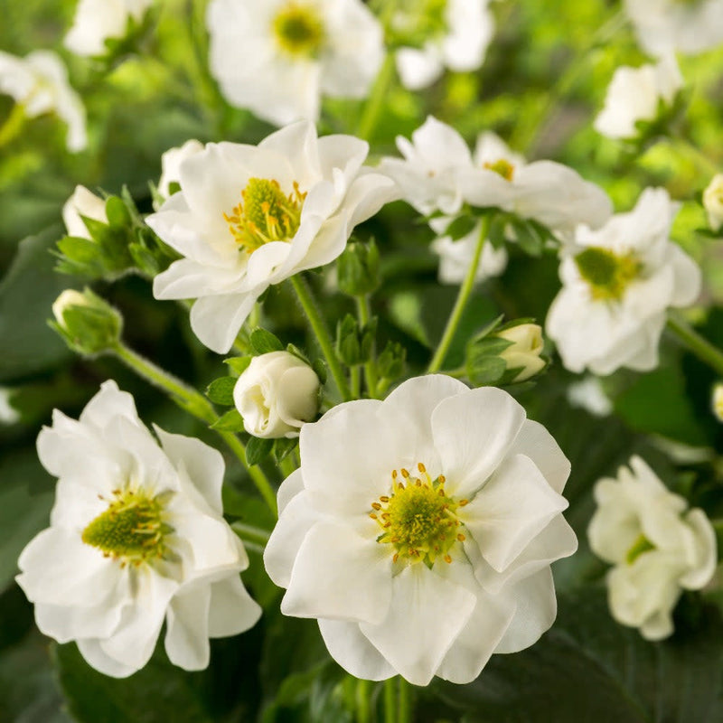 berried treasure red strawberry seeds Strawberry | Berried Treasure® White