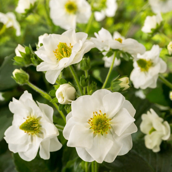 Strawberry | Berried Treasure® White | Proven Winners® Plants