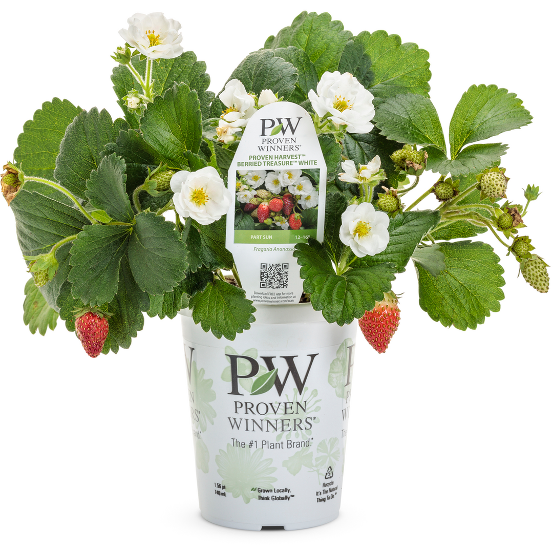 proven winners strawberry seeds Strawberry | Berried Treasure® White