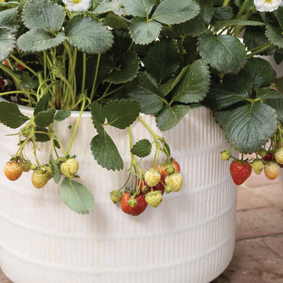 Berried Treasure White Berried Treasure White Strawberry in focus.