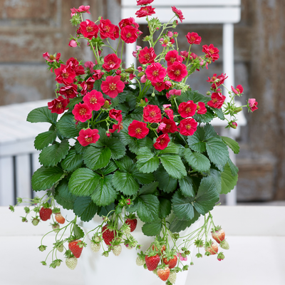 Berried Treasure White Berried Treasure White Strawberry in focus.