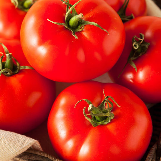 Proven Selections® Beefsteak Heirloom Tomato (Solanum lycopersicum)