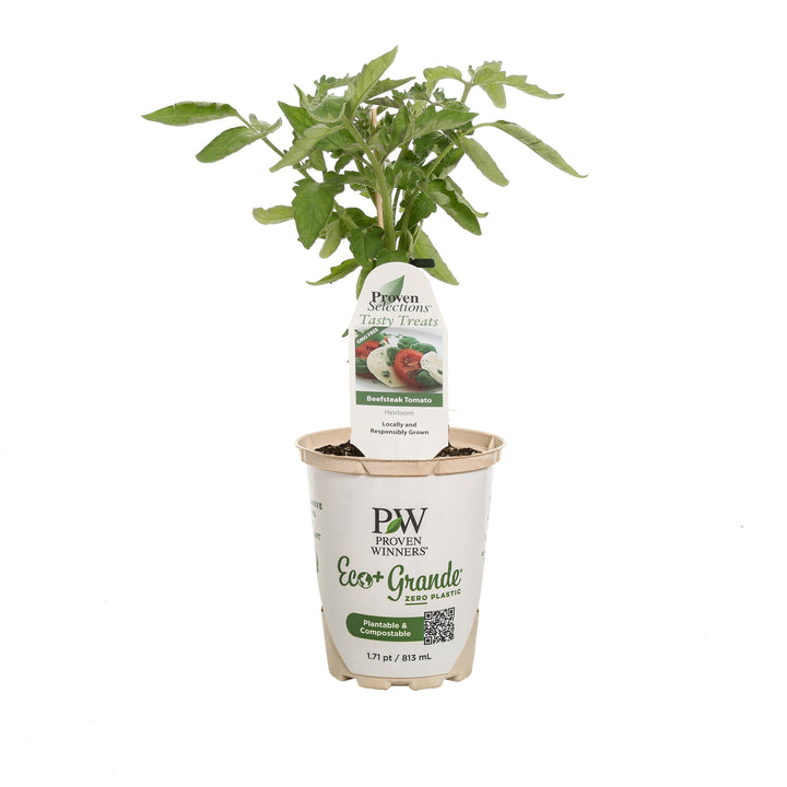 Heirloom Tomato | Proven Selections® Beefsteak | Proven Winners