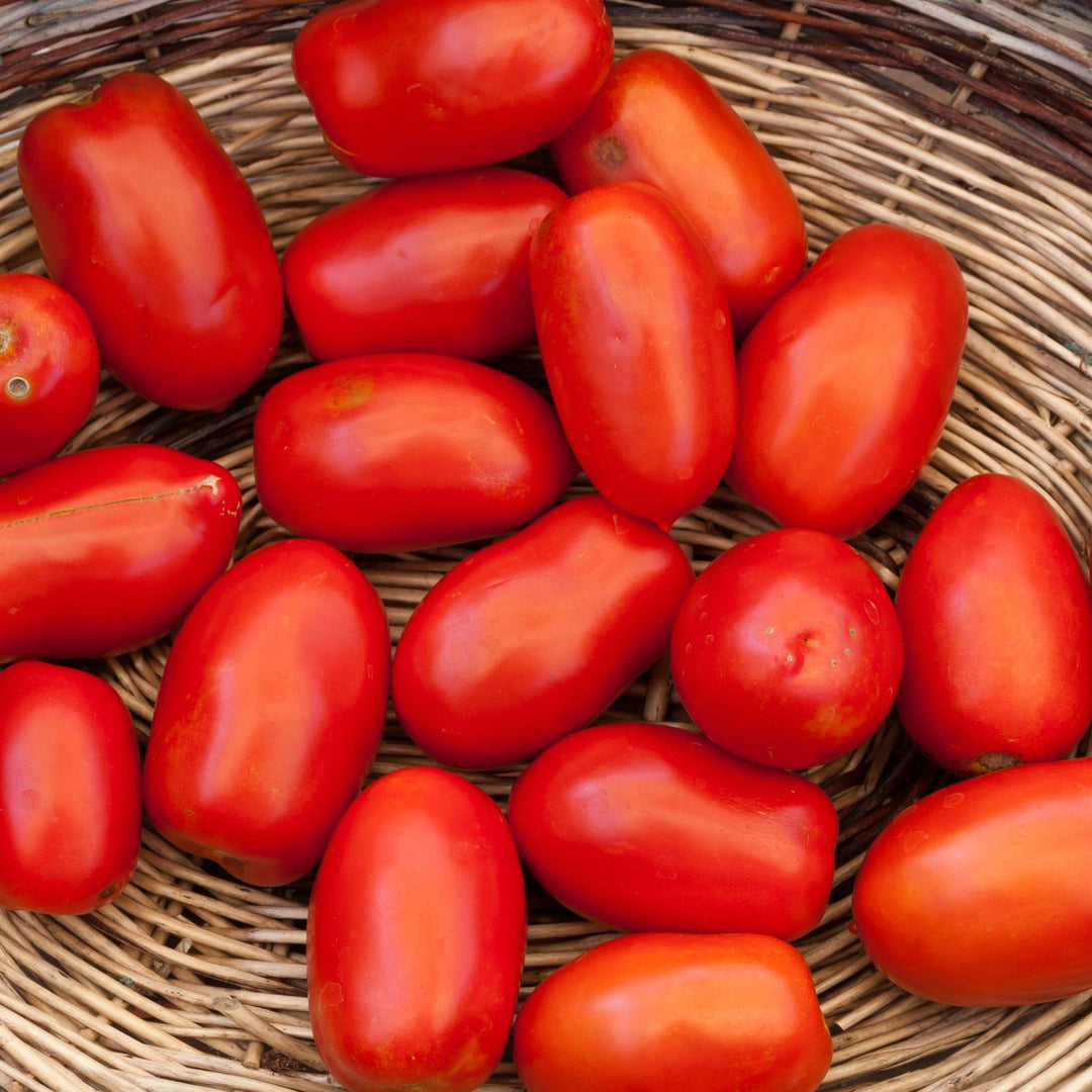 Proven Selections San Marzano Heirloom Tomato in use.