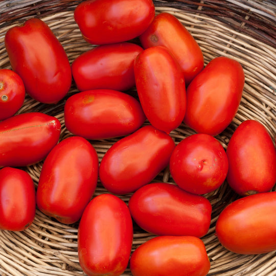 Proven Selections® San Marzano Heirloom Tomato (Solanum lycopersicum)