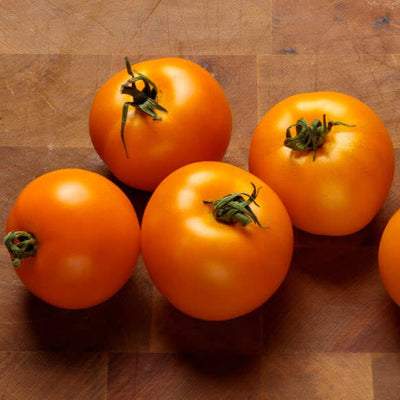 Proven Selections Tempting Tomatoes Bellini Cocktail Tomato up close.