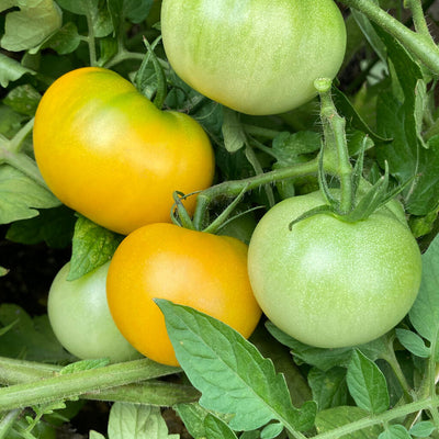 Proven Selections Tempting Tomatoes Bellini Cocktail Tomato up close.