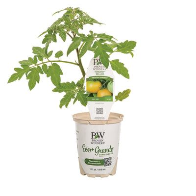 Proven Selections® Tempting Tomatoes® Bellini Cocktail Tomato (Solanum lycopersicum)