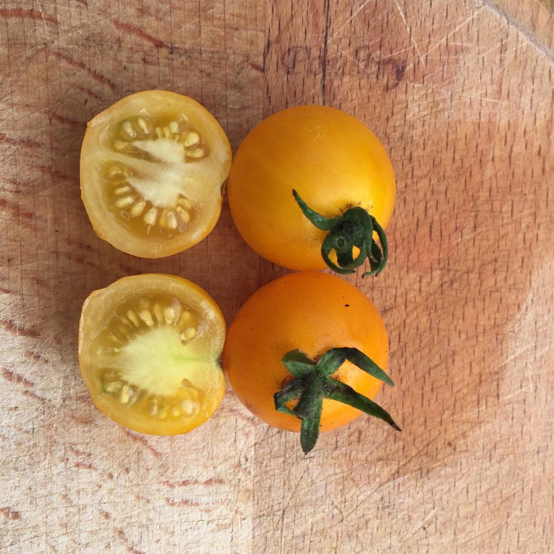 Proven Selections Tempting Tomatoes Bellini Cocktail Tomato in use.