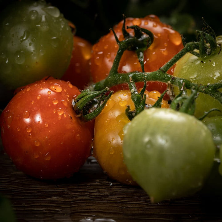 Windowsノート本体 TOMATO Tomato Market Notepad
